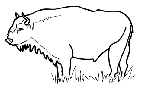 European Bison Wisent Coloring Page